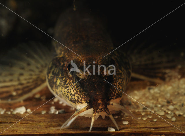 Stone Loach (Barbatula barbatula