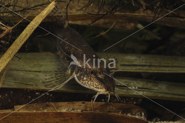 Stone Loach (Barbatula barbatula