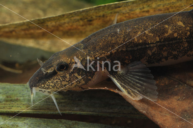 Stone Loach (Barbatula barbatula