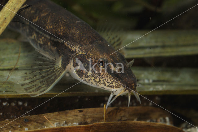 Stone Loach (Barbatula barbatula