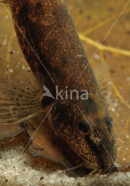 Stone Loach (Barbatula barbatula