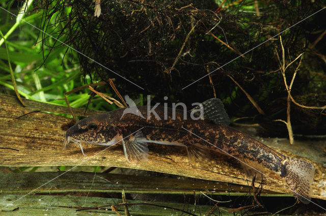 Stone Loach (Barbatula barbatula