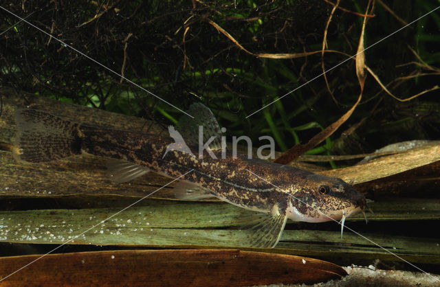 Stone Loach (Barbatula barbatula