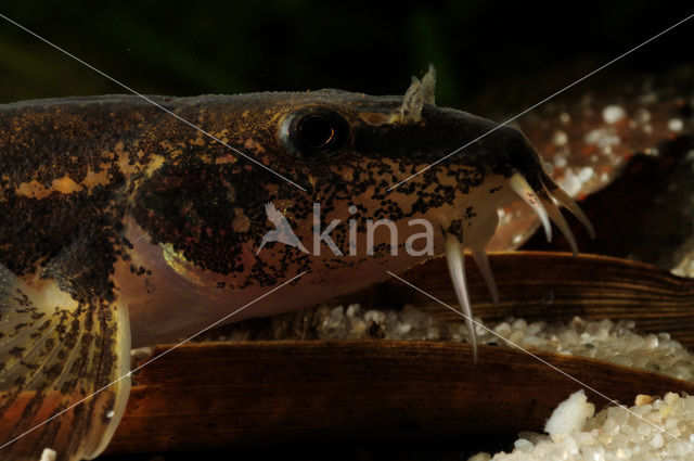 Stone Loach (Barbatula barbatula