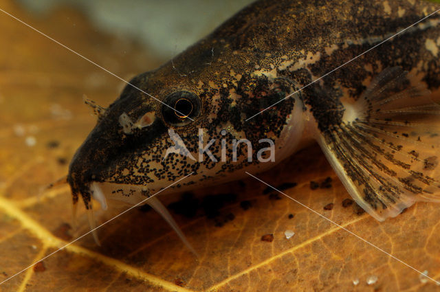 Stone Loach (Barbatula barbatula