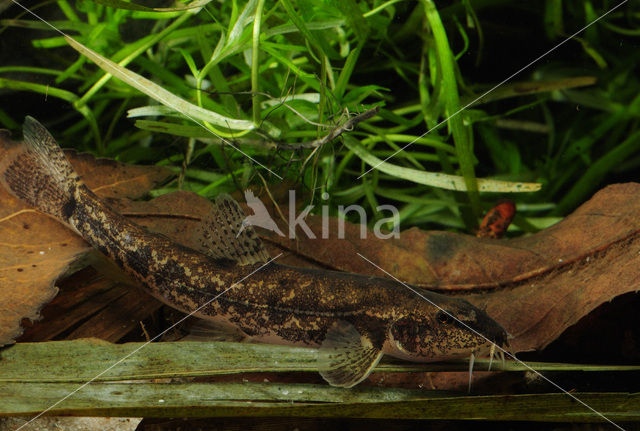 Stone Loach (Barbatula barbatula