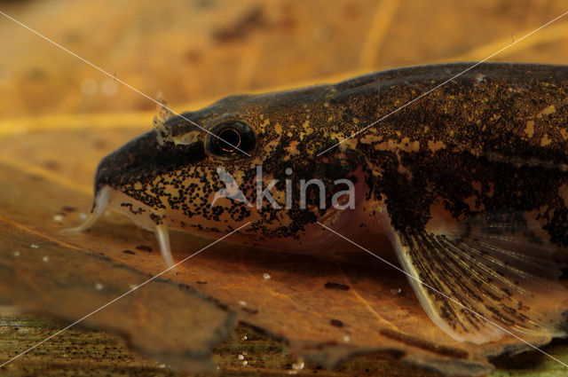 Stone Loach (Barbatula barbatula