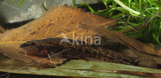 Stone Loach (Barbatula barbatula