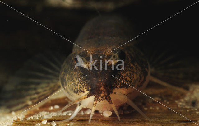 Stone Loach (Barbatula barbatula