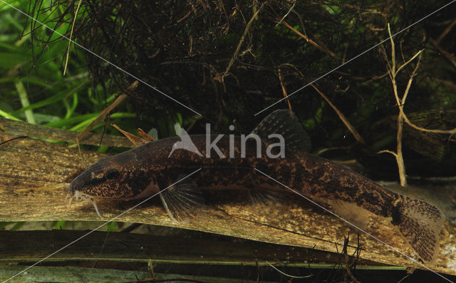 Stone Loach (Barbatula barbatula