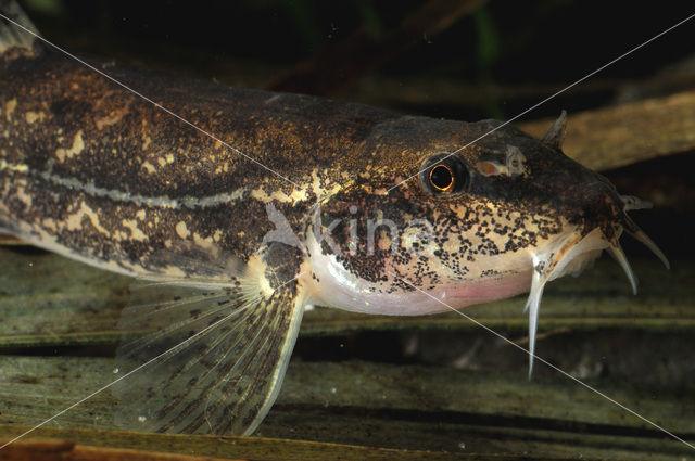 Stone Loach (Barbatula barbatula