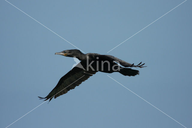 Bigua Aalscholver (Phalacrocorax brasilianus)