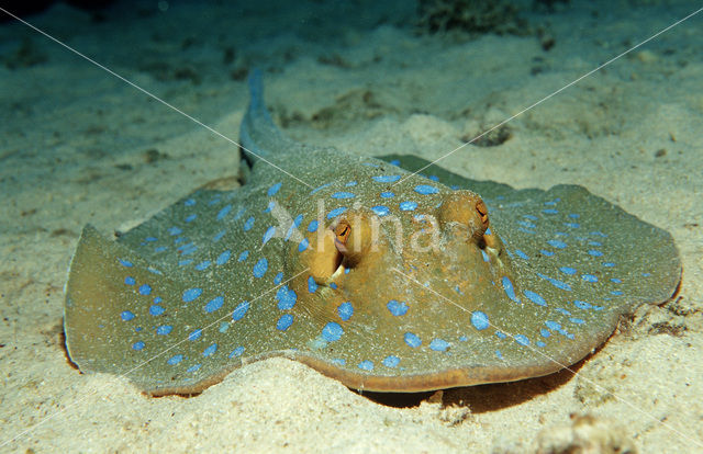 Blauwgespikkelde pijlstaartrog (Taeniura lymma)