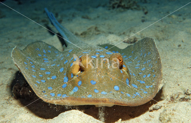 Blauwgespikkelde pijlstaartrog (Taeniura lymma)