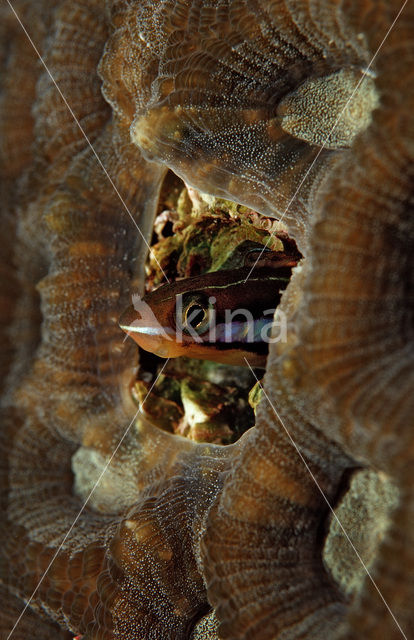 Bluestriped fangblenny (Plagiotremus rhinorhynchus)