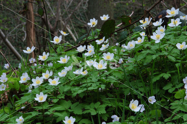 Bosanemoon (Anemone nemorosa)