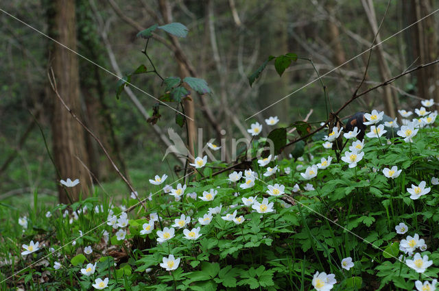 Bosanemoon (Anemone nemorosa)