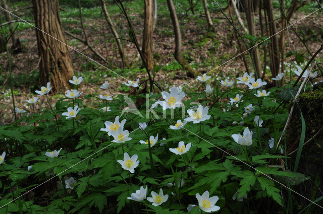 Bosanemoon (Anemone nemorosa)