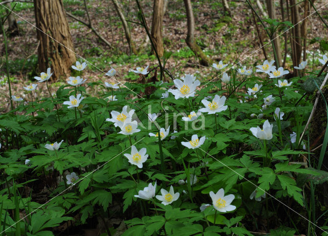 Bosanemoon (Anemone nemorosa)