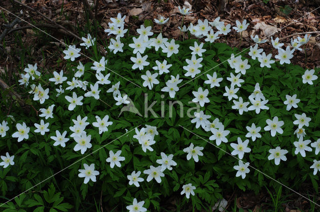 Bosanemoon (Anemone nemorosa)