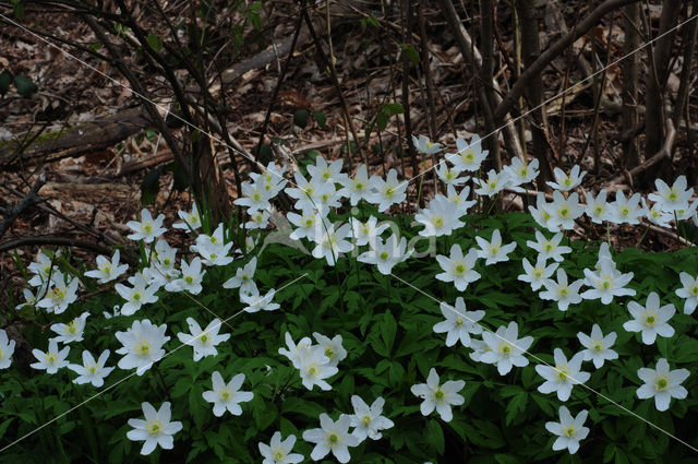 Bosanemoon (Anemone nemorosa)