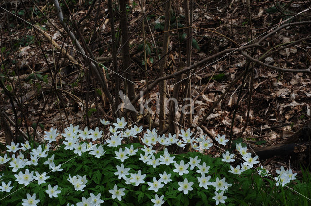 Bosanemoon (Anemone nemorosa)