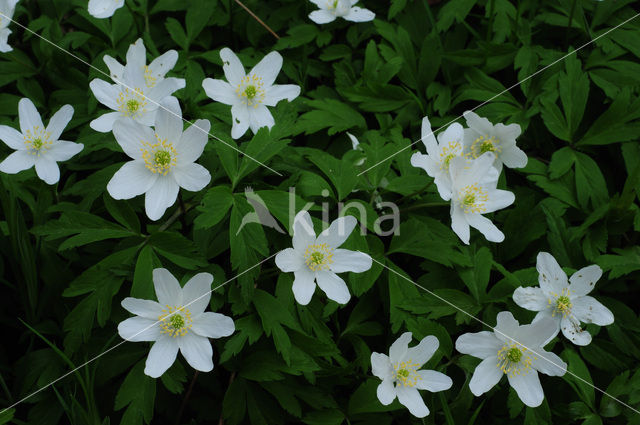 Bosanemoon (Anemone nemorosa)