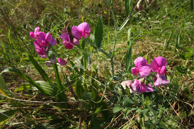 Brede lathyrus (Lathyrus latifolius)