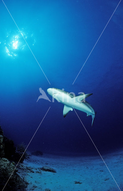 Caribische rifhaai (Carcharhinus perezi)