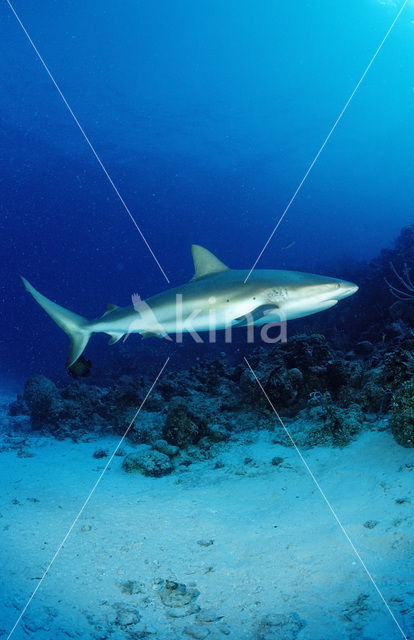 Caribische rifhaai (Carcharhinus perezi)