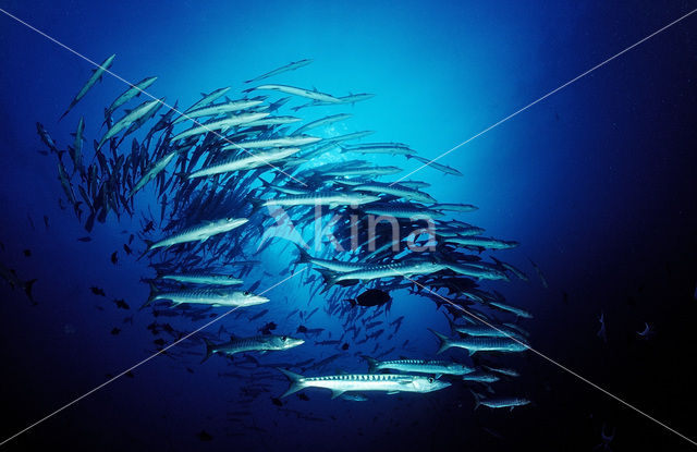 Donkervis Barracuda (Sphyraena qenie)