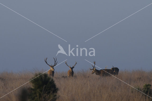 Edelhert (Cervus elaphus)