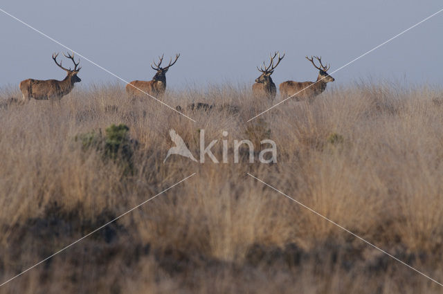 Edelhert (Cervus elaphus)