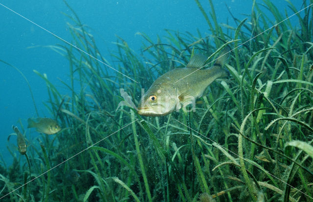 Forelbaars (Micropterus salmoides)