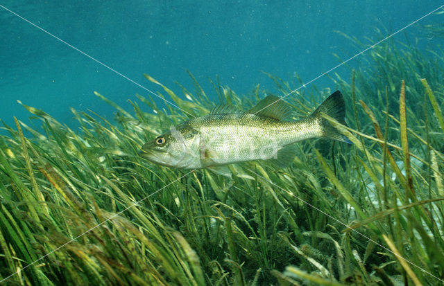 Forelbaars (Micropterus salmoides)