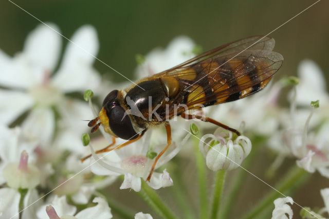 Gele kommazwever (Eupeodes latifasciatus)