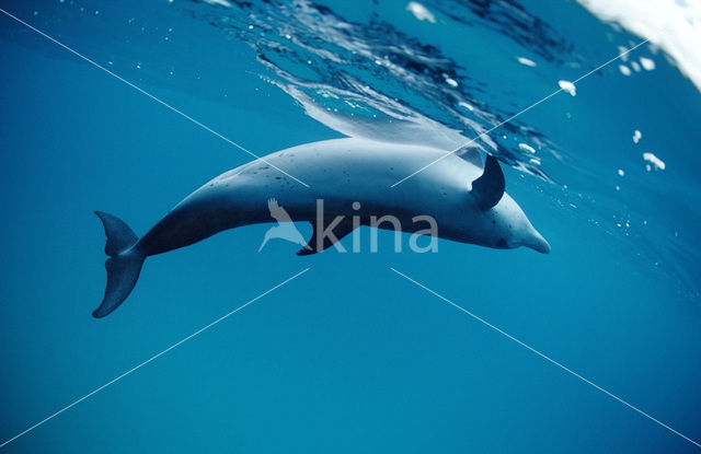 Gevlekte dolfijn (Stenella frontalis )