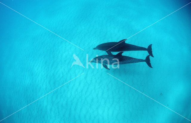 Atlantic Spotted Dolphin (Stenella frontalis )