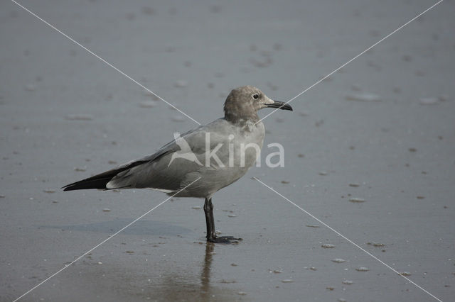 Grijze meeuw (Larus modestus)