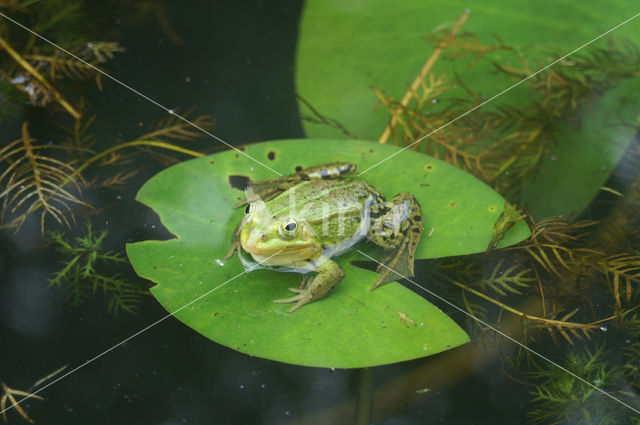 edible frog (Rana esculenta)