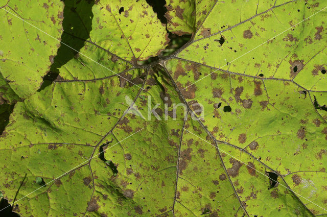 Butterbur (Petasites hybridus)