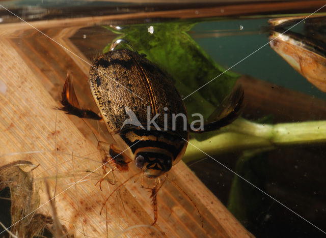 Great Diving Beetle (Acilius sulcatus)