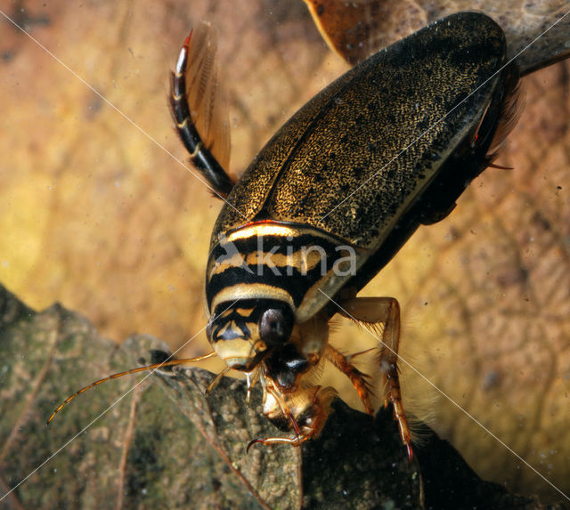 Grote gegroefde waterkever