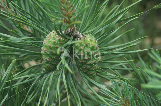 Grove den (Pinus sylvestris)