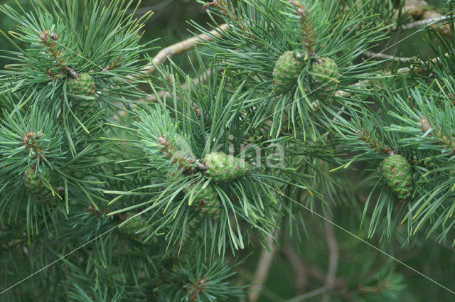 Grove den (Pinus sylvestris)