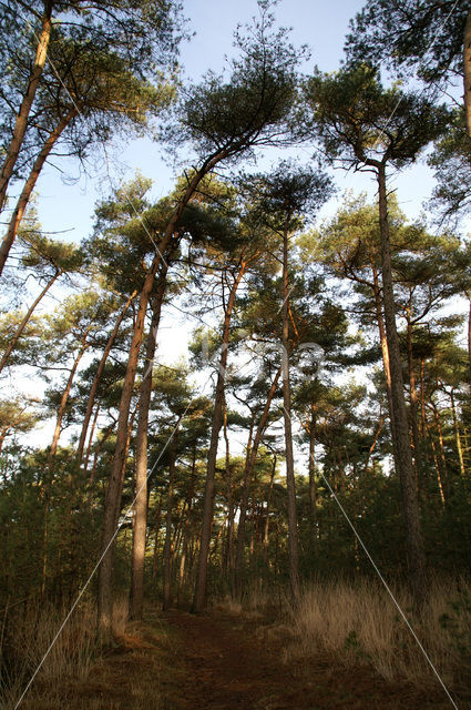 Grove den (Pinus sylvestris)