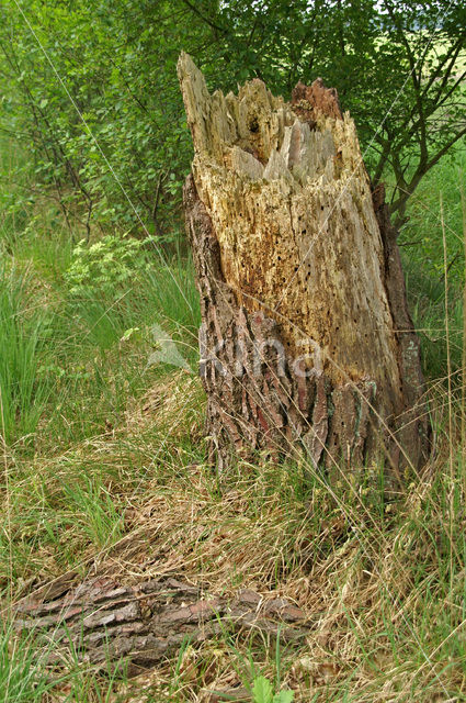 Grove den (Pinus sylvestris)