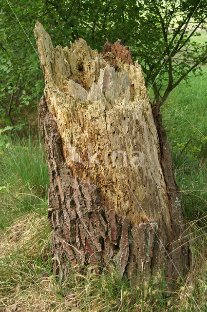 Grove den (Pinus sylvestris)