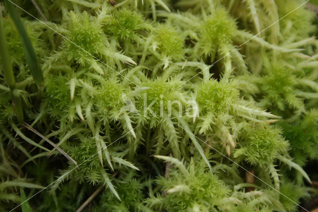 Haakveenmos (Sphagnum squarrosum)