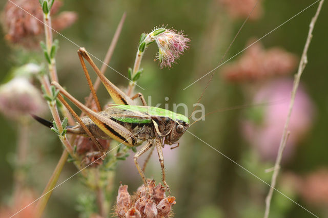 Heidesabelsprinkhaan (Metrioptera brachyptera)